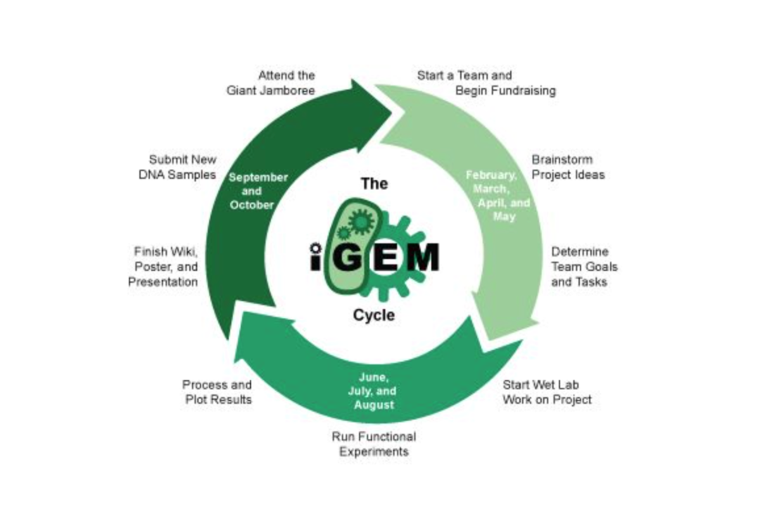 ���ѡ��iGEM���ʻ��򹤳̻������������ϳ�����ѧ����������